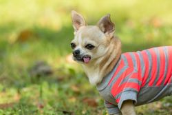Brown chihuahua in pink and gray striped shirt