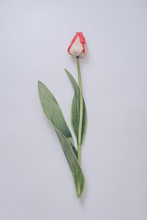 Single tulip on light  background