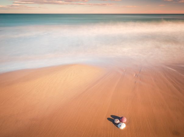 Mollusks on sand near waving sea