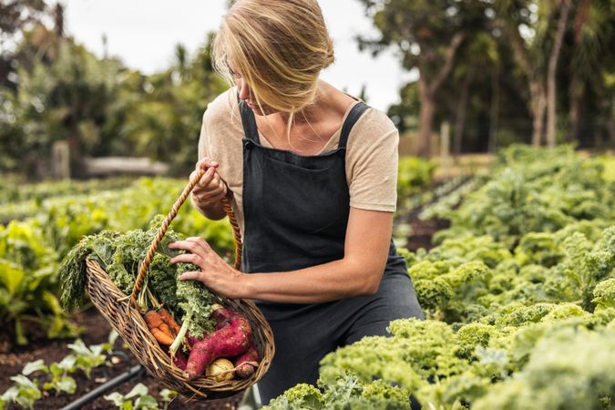 Young female gardener gathering fresh kale into a basket in a vegetable garden