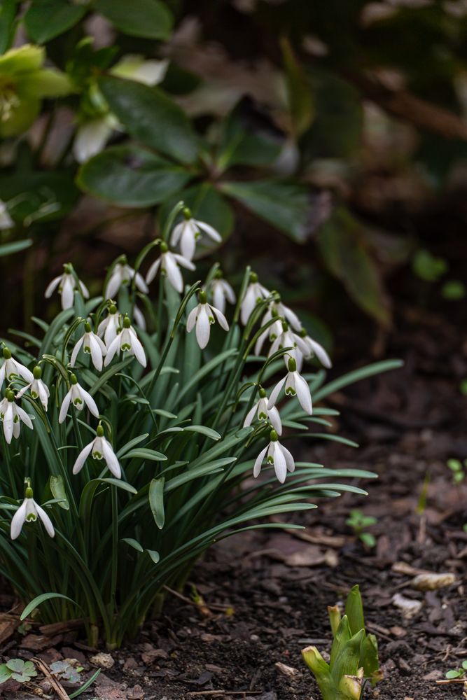 Beautiful snowdrop flowers in the park