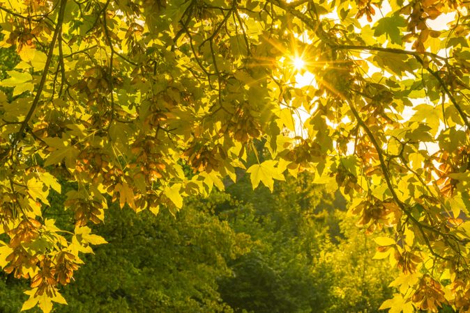 Autumn nature background and sun rays