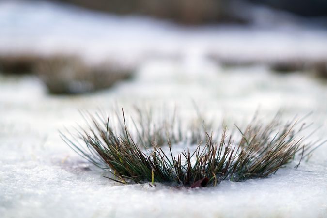 Spiky grass growing through snow