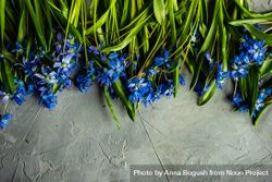 Spring floral card concept with scilla flowers bxAAOv
