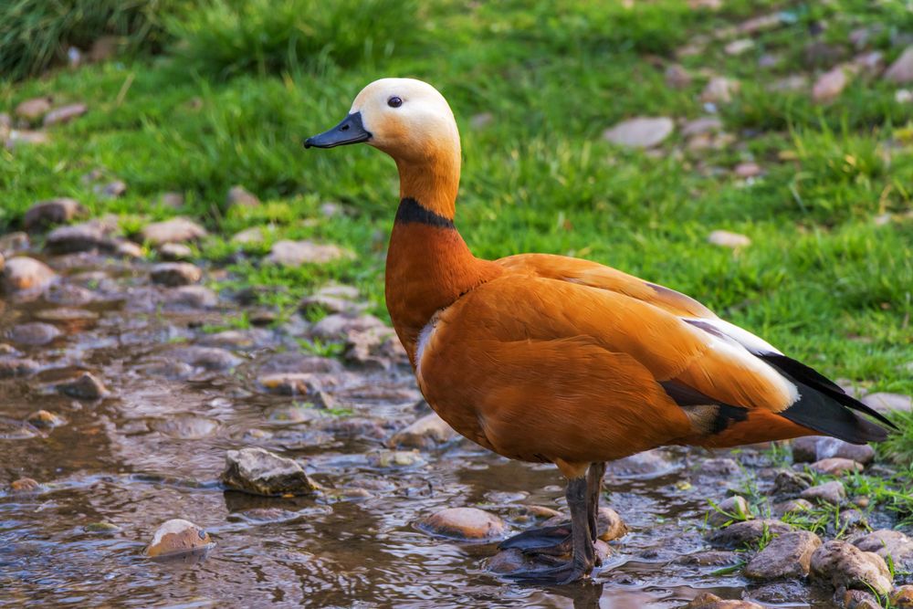 Brown duck on gray ground