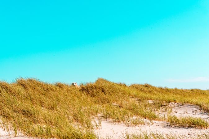 Beautiful nature scenery with the dunes covered with marram grass on Sylt island, in the North Sea, Germany