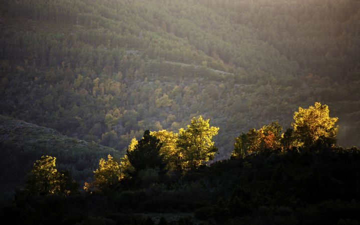 Trees growing near wonderful mountain range in a snowy day