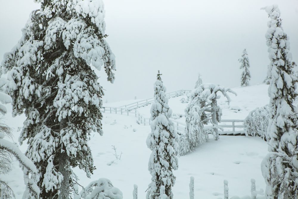 Conifer trees in snowy countryside