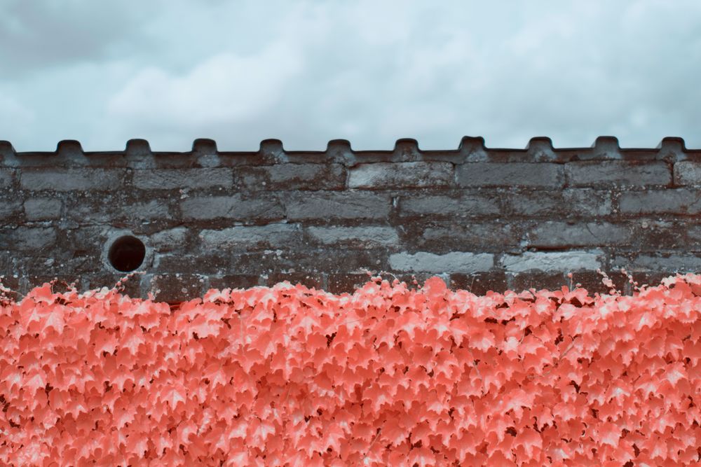 Infrared trees near suburban Stone fence