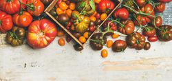 Assortment of different tomatoes, large to small and green to red, wide composition with copy space