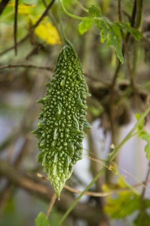 Bitter Gourd or Corolla raw healthy vegetable hanging on the garden tree with the blurry background