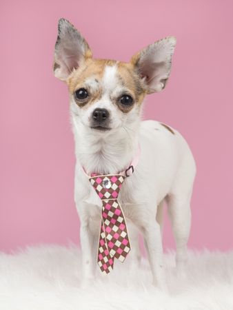 Chihuahua dog wearing a pink tie with pink background