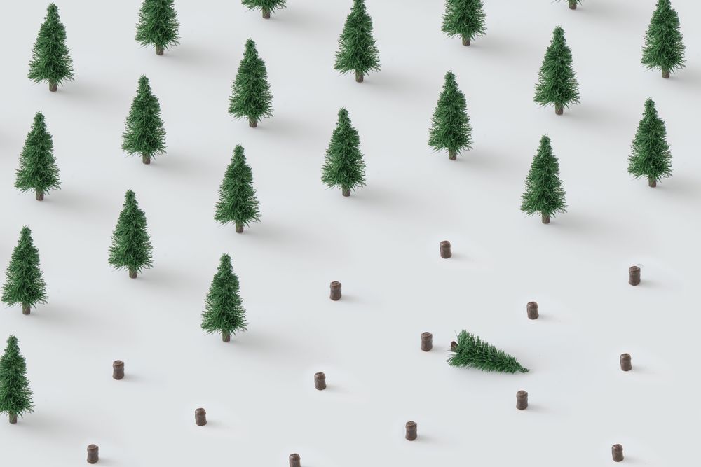 Minimal winter landscape scene with pine trees and chopped trees