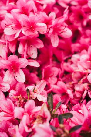 Tender pink flowers in closeup