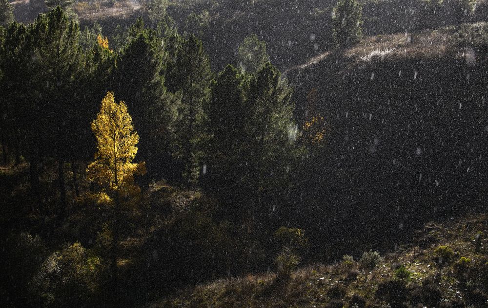 Beautiful Forest