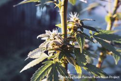 Marijuana plant with crystals in the sun 4m9BN4