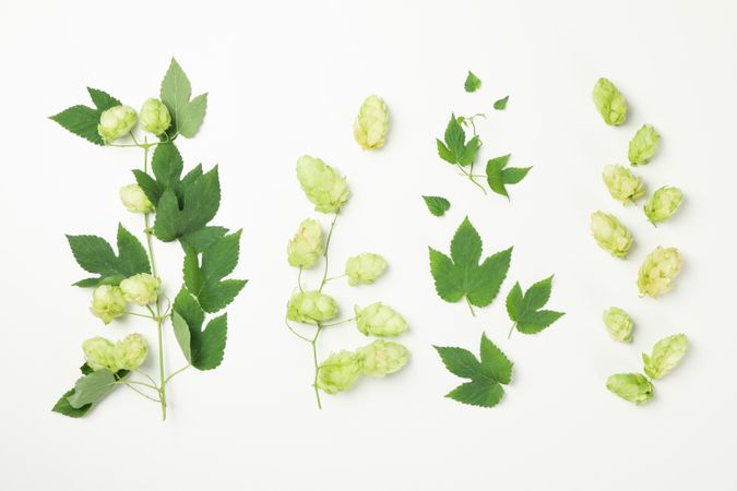 Fresh green hop and leaves on light background