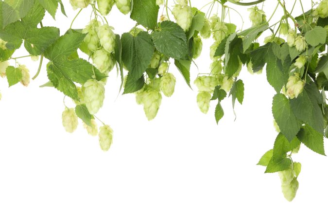 Fresh green hop isolated on light background