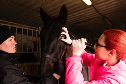 Vet performing an ophthalmic exam on a horse