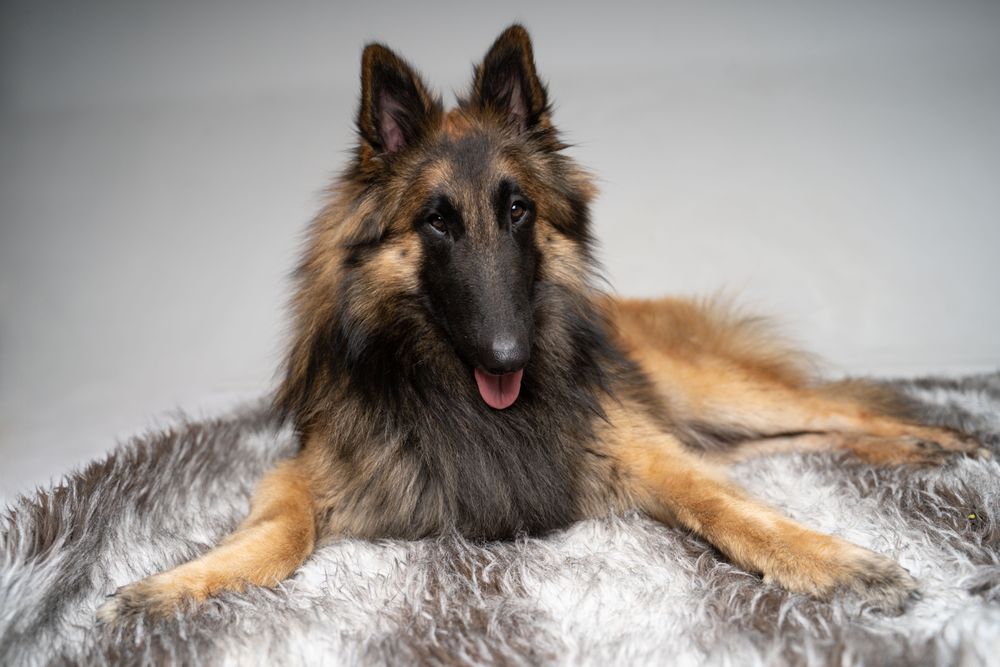 Studio portrait of German portrait on grey rug