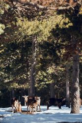 Wild sheep pasturing between trees and snow
