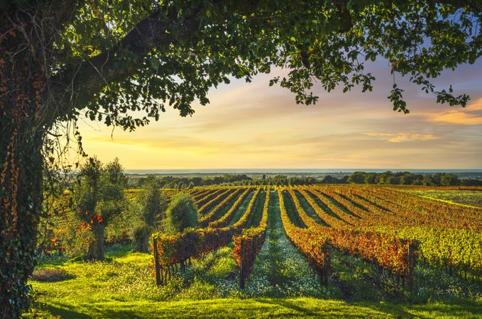 Bolgheri vineyard and a tree at sunset. Maremma, Tuscany, Italy