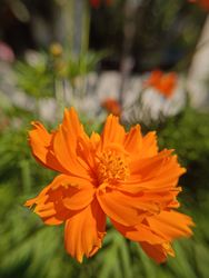 beautiful orange flower background