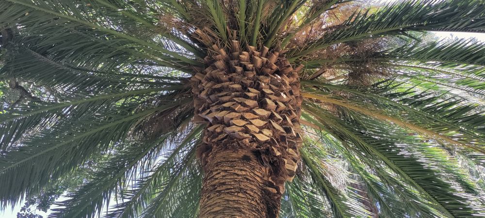 Top of palm tree