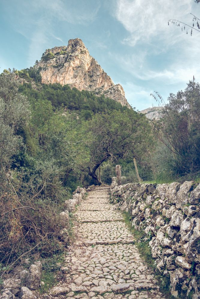 Empty cobblestone path between lush trees in mountainous valley