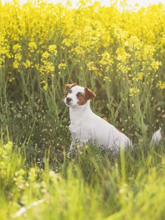 Dog beside flower field