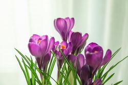 Beautiful spring crocus against light background, space for text