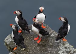 Atlantic puffins on rock