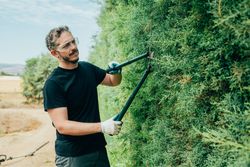 Man pruning arizonica hedge