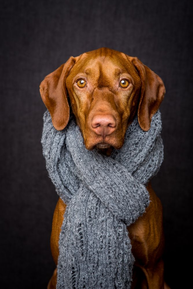Dog hot sale wearing scarf