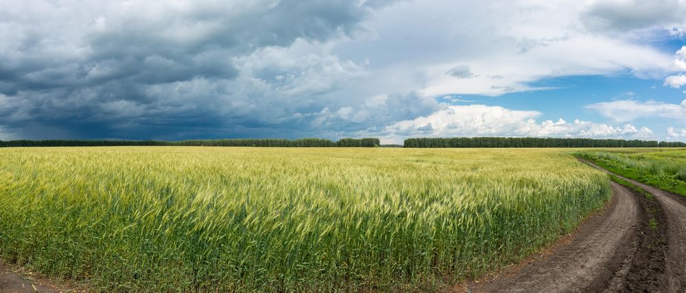 Green grass field under clouds and blue sky