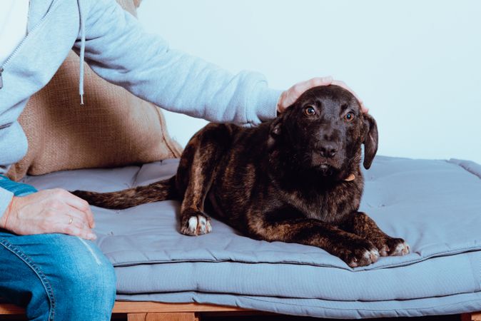 Crop man caressing charming dog on bed