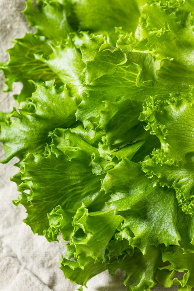 Raw Organic Fresh Baby Green Leaf Lettuce