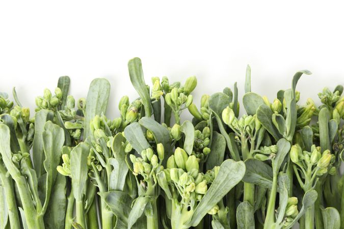 Fresh green broccolini isolated on blank background