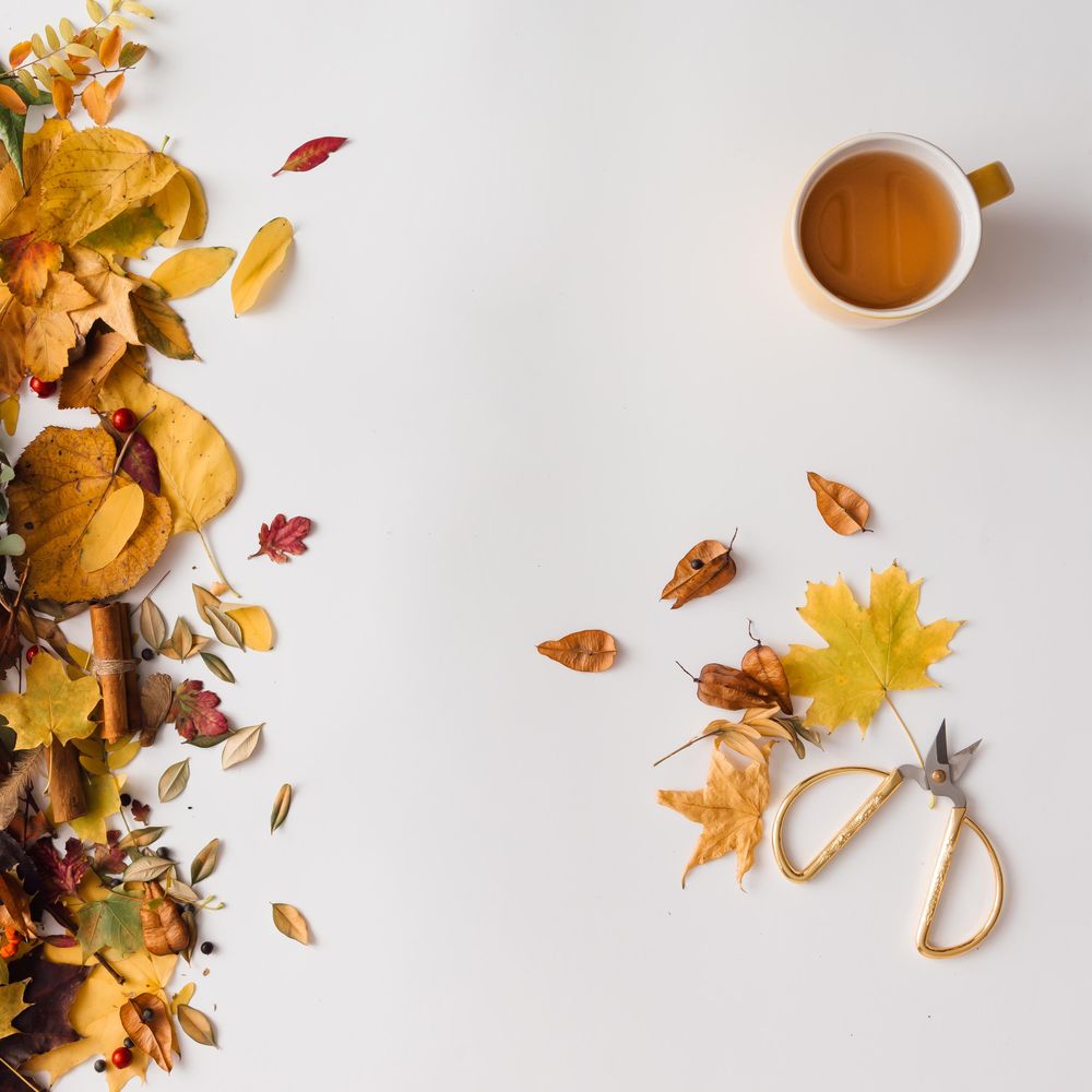 Autumn leaves with coffee and scissors on light background
