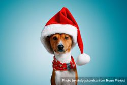 Portrait of dog in festive Santa hat and scarf with blue background 5k1l3b