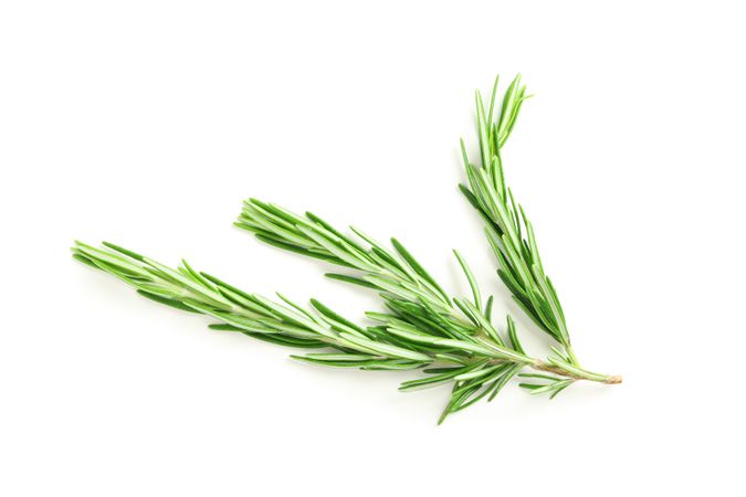 Fresh green rosemary isolated on blank background