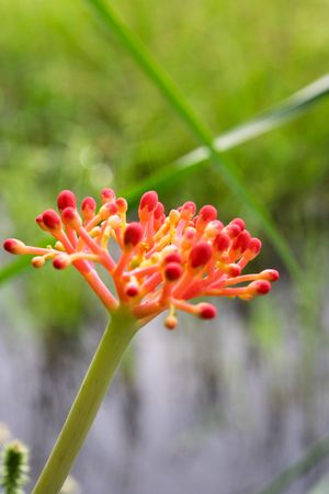 vibrant flower of Jatropha multifida