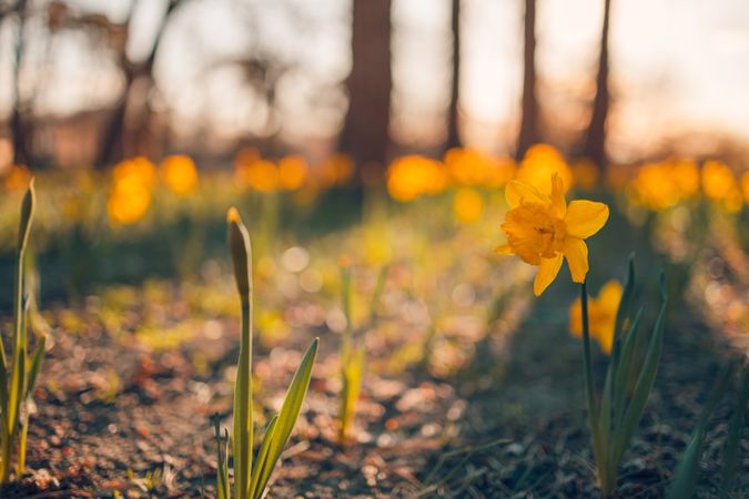 Daffodil on forest floor with selective focus