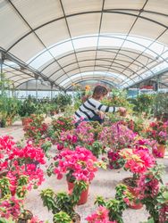 Female studying flowers in greenhouse