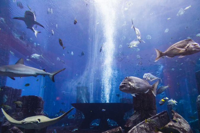 Various fish in large aquarium