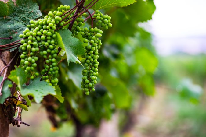 Green vineyard in Georgia