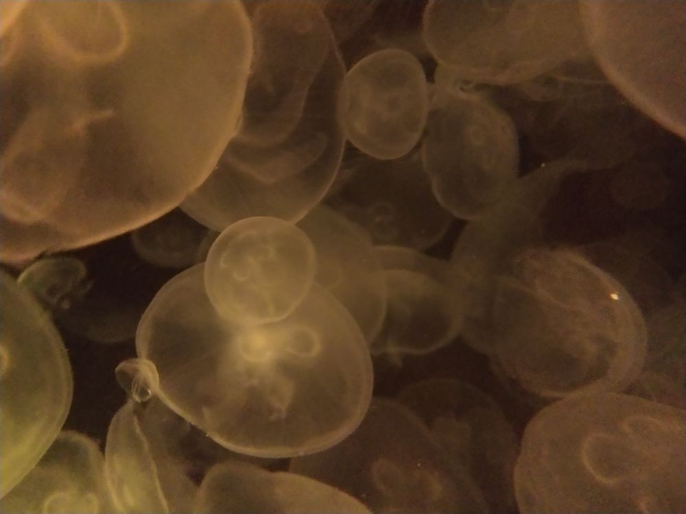 Jellyfish in Orange Light