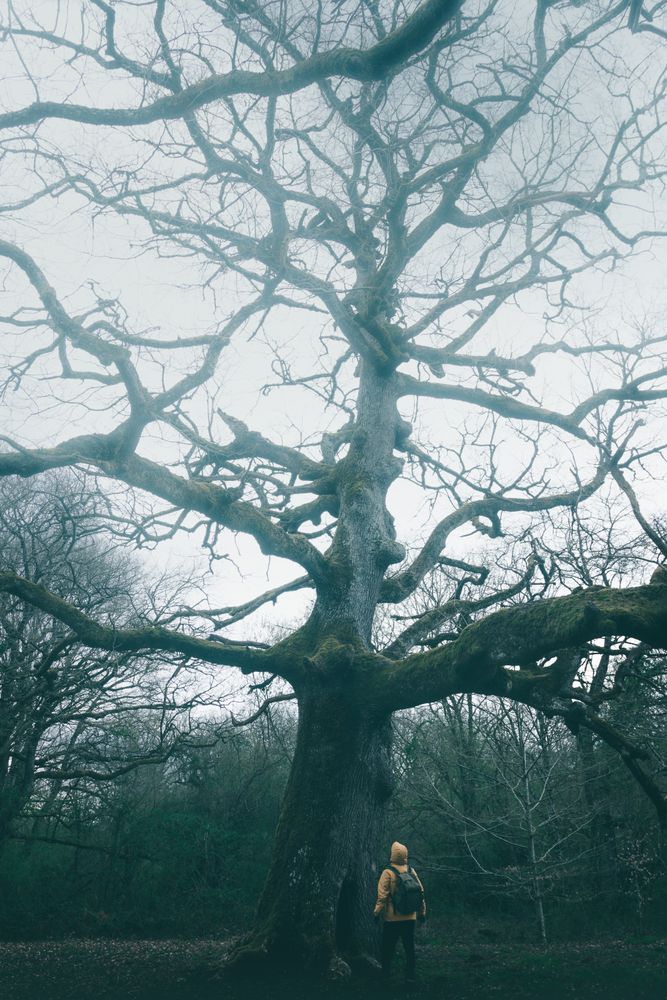 Traveller standing beside old tree covered by moss