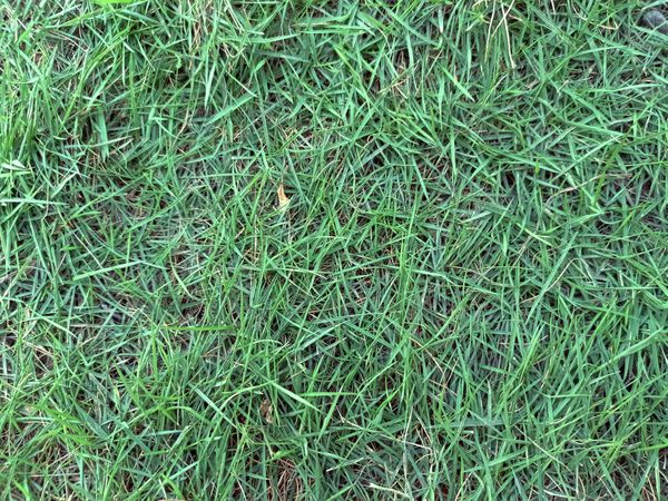 green grass
