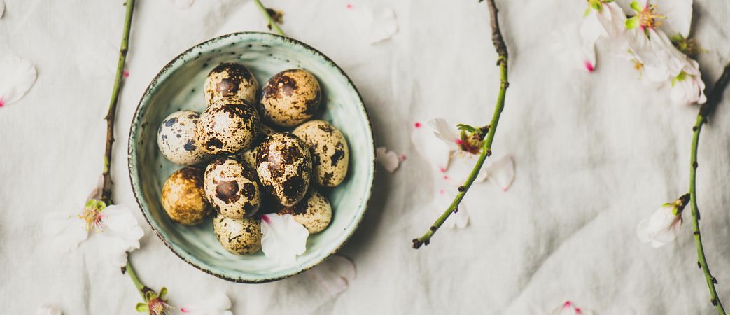 Quail eggs in bowl and blooming branches of almond tree, wide composition